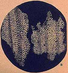 Robert Hooke's observation of cork cells