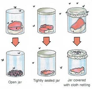 Redi's experiment with open, sealed, and gauze-covered jars