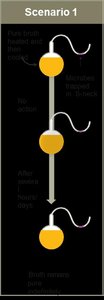 Pasteur's swan-neck flask experiment, scenario 1