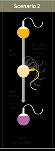 Pasteur's swan-neck flask experiment, scenario 2