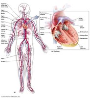 Diagram of the cardiovascular system and heart structure