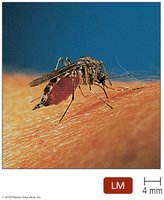 Aedes aegypti mosquito, vector of yellow fever