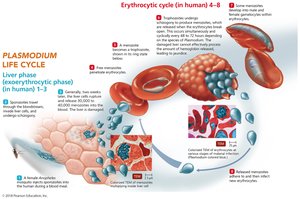 Life cycle of Plasmodium