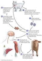 Life cycle of Toxoplasma gondii