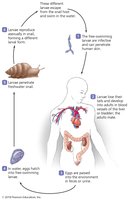 Life cycle of Schistosoma