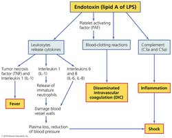 Flowchart of endotoxin effects in septicemia