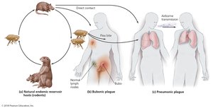 Transmission cycle of Yersinia pestis