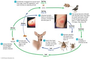 Life cycle of the deer tick Ixodes