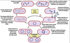 Lytic and lysogenic cycles