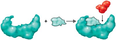 Enzyme-substrate complex formation