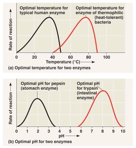 Effect of substrate concentration on enzyme activity