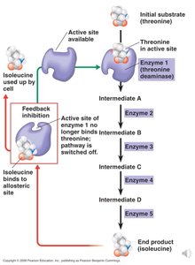 Feedback inhibition in metabolic pathway