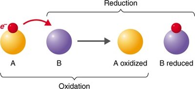 Redox equation for cellular respiration