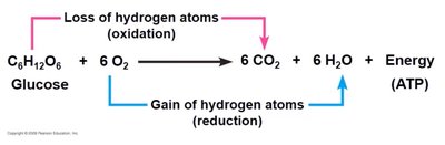 Redox equation for cellular respiration