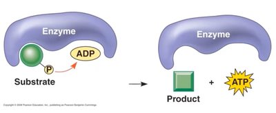 Oxidative phosphorylation and electron transport chain