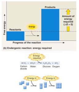 Endergonic reaction diagram