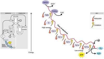 Photophosphorylation in photosynthesis