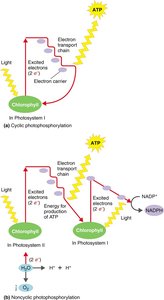 Overview of respiration and fermentation