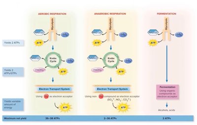 ATP yield in metabolic pathways