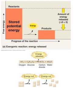 Exergonic reaction diagram