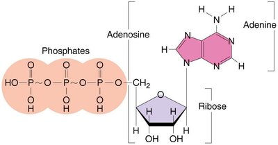 Structure of ATP