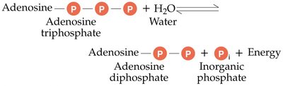 ATP hydrolysis reaction