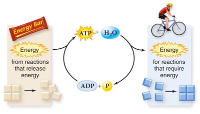 ATP cycle in cellular energy use