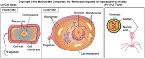 Comparison of prokaryotic, eukaryotic, and viral cell types