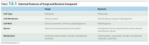Selected features of fungi and bacteria compared