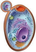 Fungal (yeast) cell structure