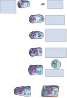 Endosymbiotic theory diagram