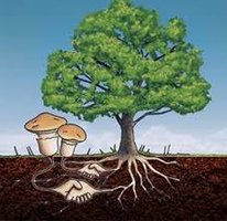 Mycorrhizal relationship between fungi and plants
