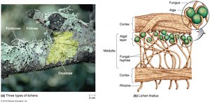 Lichen structure showing mutualism between fungus and alga