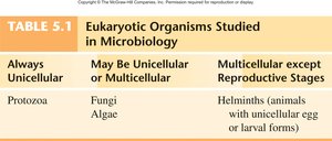 Eukaryotic organisms studied in microbiology