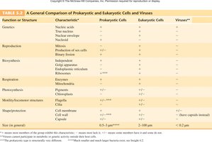 General comparison of prokaryotic and eukaryotic cells and viruses