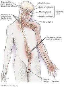 Sites of events in genital herpesvirus infections