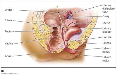 Anatomy of the female urinary and reproductive systems