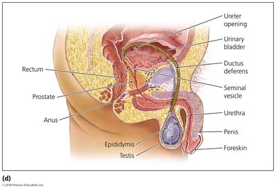 Anatomy of the male urinary and reproductive systems