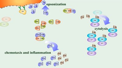 Diagram showing complement outcomes: opsonization, cytolysis, chemotaxis, and inflammation