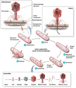 Diagram of the lytic replication cycle in bacteriophage