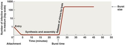 Graph of virion abundance during lytic cycle
