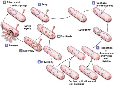Diagram of lysogenic and lytic cycles in bacteriophage lambda