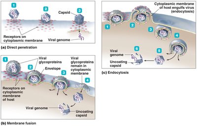Mechanisms of entry of animal viruses