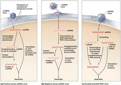 Synthesis of proteins and genomes in animal RNA viruses