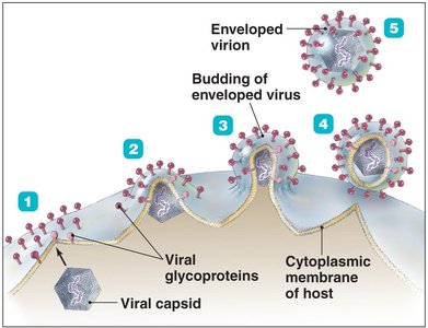 Budding process of enveloped viruses
