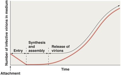 Graph of virion abundance in persistent infections