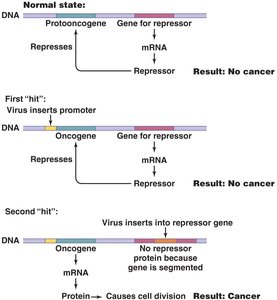 Oncogene theory of viral induction of cancer