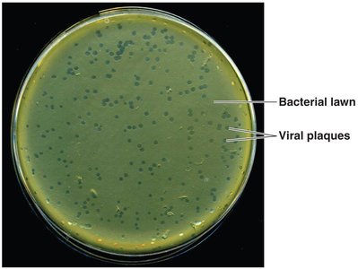 Viral plaques in a bacterial lawn on agar plate