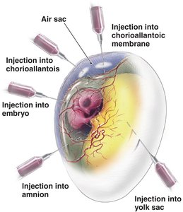 Inoculation sites for virus culture in eggs