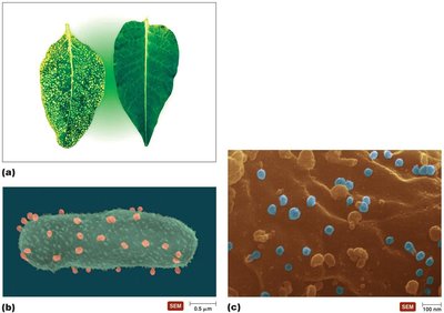 Examples of viral hosts: plant leaf, bacterium with viruses, and viruses on cell surface
